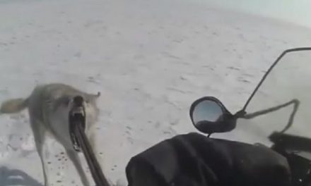 Wolf Turns on Snowmobiler After Being Shot