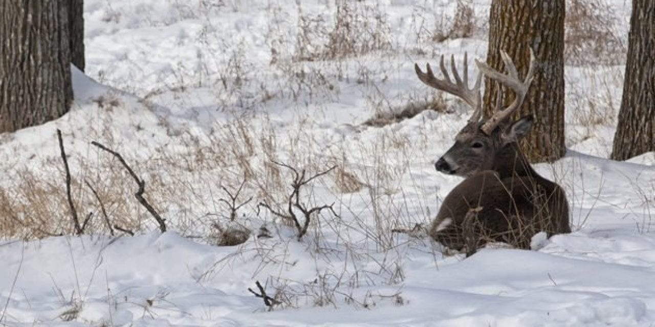 4 Reasons to Hunt Mornings in December and January