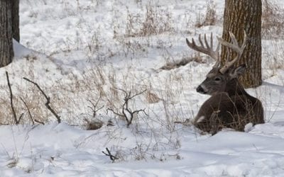 4 Reasons to Hunt Mornings in December and January