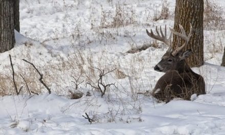 4 Reasons to Hunt Mornings in December and January