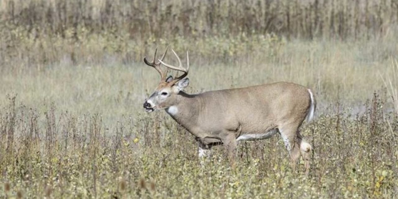 6 Ways to Make a Deer Stop in Their Tracks