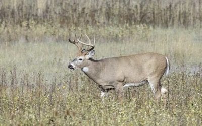 6 Ways to Make a Deer Stop in Their Tracks