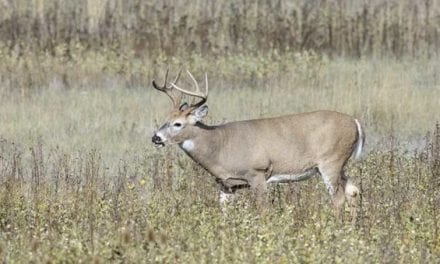 6 Ways to Make a Deer Stop in Their Tracks