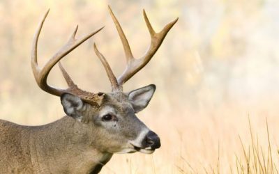 8 Mistakes Hunters Make Every Year During the Rut