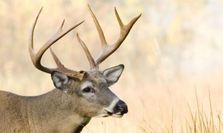 8 Mistakes Hunters Make Every Year During the Rut