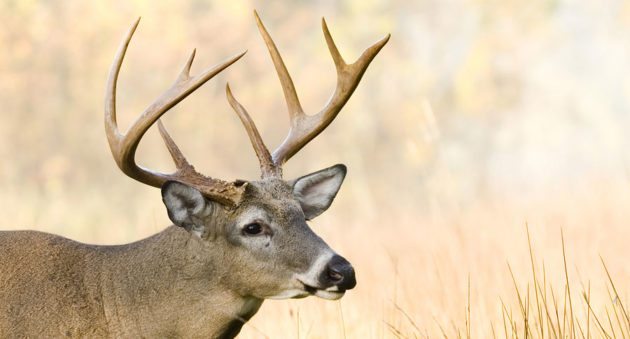 whitetail rut