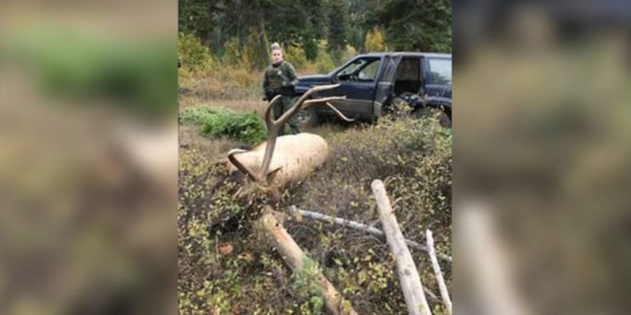 8×8 Bull Elk Poached in Washington