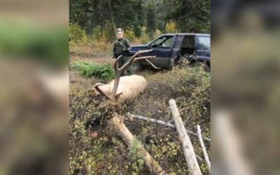 8×8 Bull Elk Poached in Washington