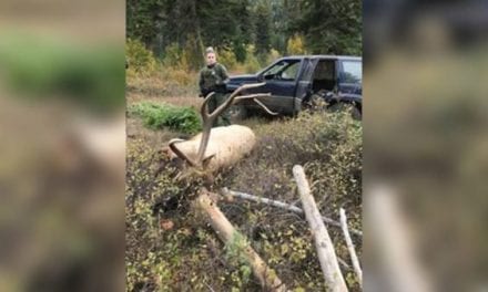 8×8 Bull Elk Poached in Washington