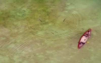 A Drone’s-Eye-View of Fly Fishing for Pike