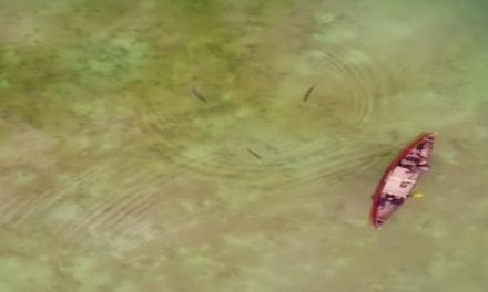 A Drone’s-Eye-View of Fly Fishing for Pike