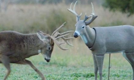 Buck Destroys a Decoy in This Realtree Hunting Video