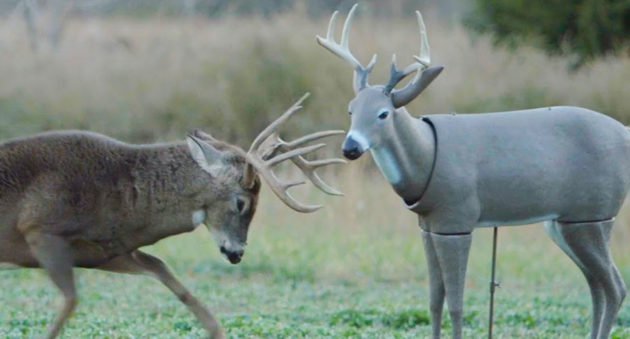 Buck Destroys a Decoy in This Realtree Hunting Video