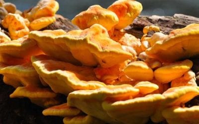 Chicken of the Woods: Everything You Need to Know About This Wild Mushroom