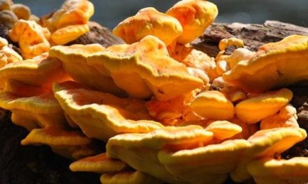 Chicken of the Woods: Everything You Need to Know About This Wild Mushroom