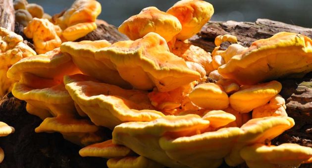 Chicken of the Woods: Everything You Need to Know About This Wild Mushroom