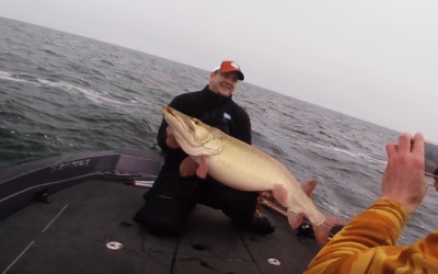 Colossal 50-Pound Mille Lacs Muskie Caught on Video