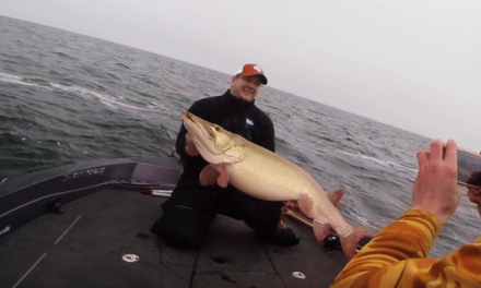 Colossal 50-Pound Mille Lacs Muskie Caught on Video