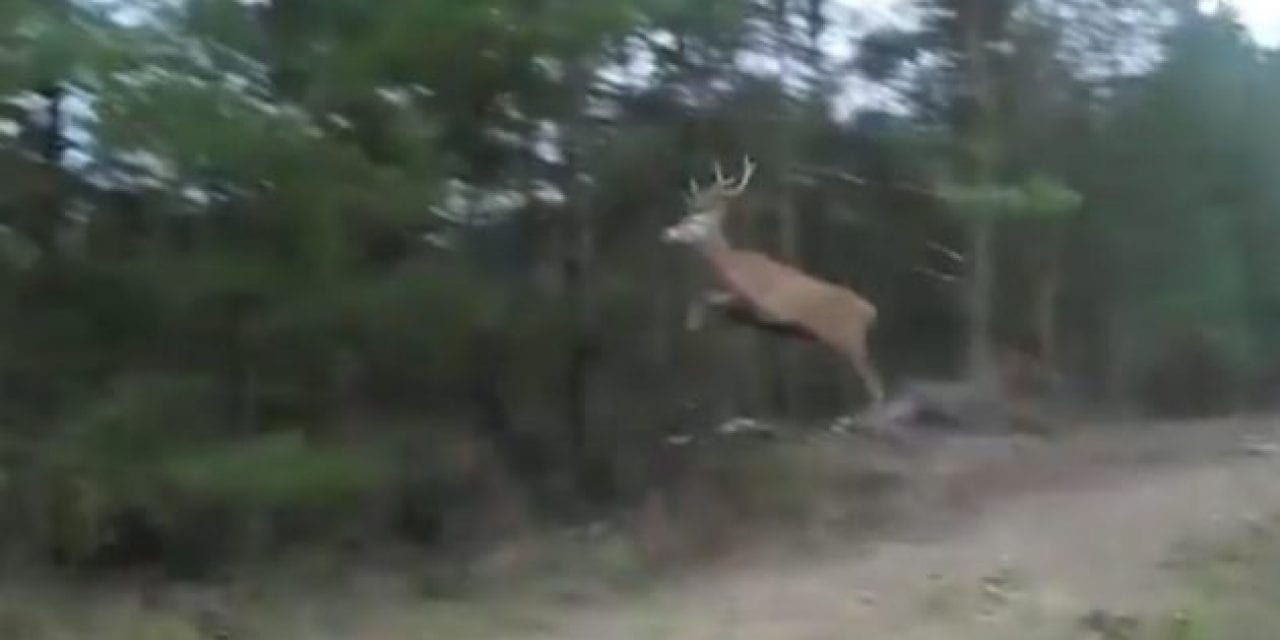 Deer Jumps So High His Antlers Scrape the Tree Branches