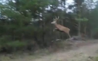Deer Jumps So High His Antlers Scrape the Tree Branches
