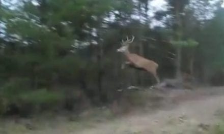 Deer Jumps So High His Antlers Scrape the Tree Branches