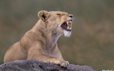 Depict Simplicity In Your Images