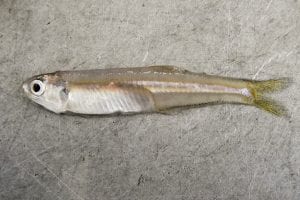 Bay anchovie pic courtesy of The Chesapeake Bay Program