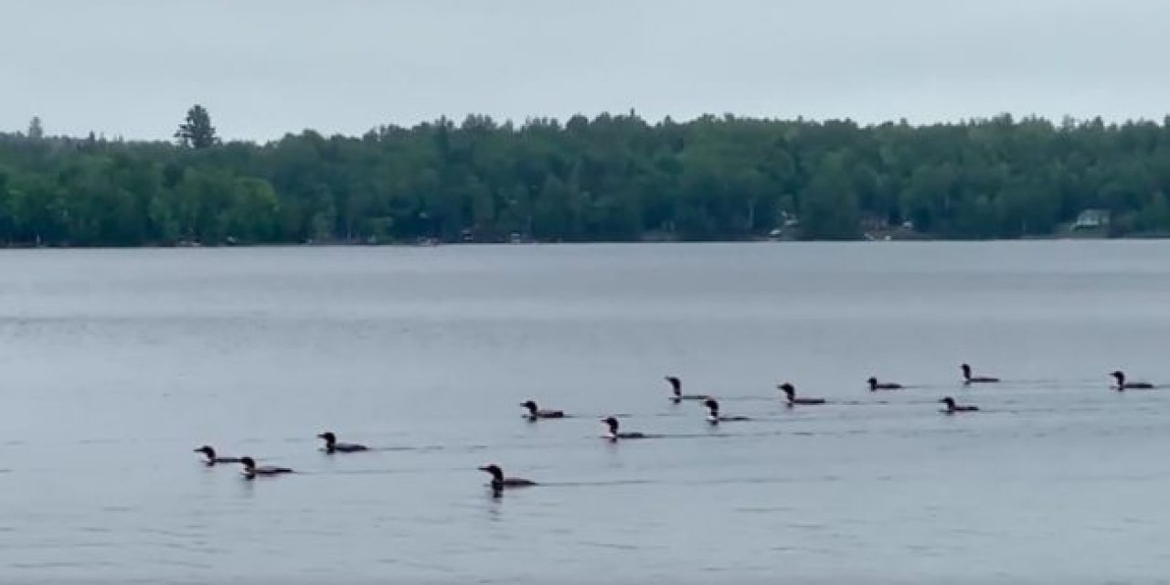 Ever Hear the Eerie Chorus of 17 Loons Singing Together?