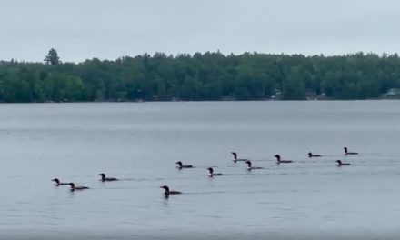 Ever Hear the Eerie Chorus of 17 Loons Singing Together?