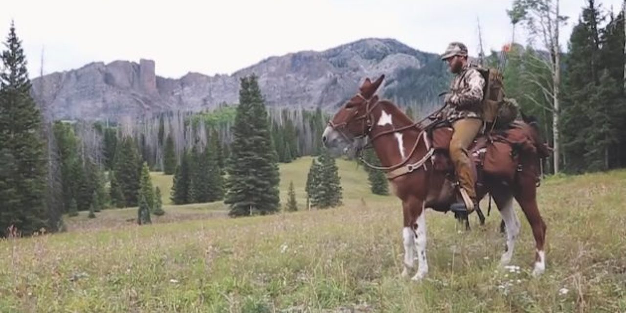 Father and Son Take Mules into Colorado Backcountry for Memorable Elk Hunt