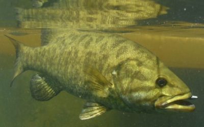 Finesse Fishing: What is It, and Are You Actually Doing It Right?