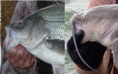 Fishing Regulation Changes 2020