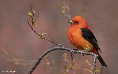 Fotopro Eagle Series: Ideal Support For Wildlife Photography