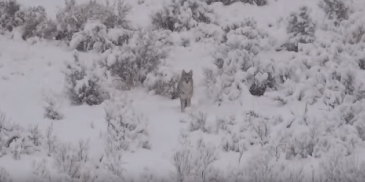 Headshot Stops Charging Coyote Dead in Its Tracks