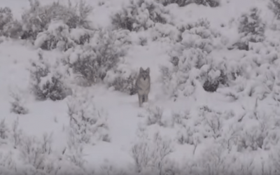 Headshot Stops Charging Coyote Dead in Its Tracks
