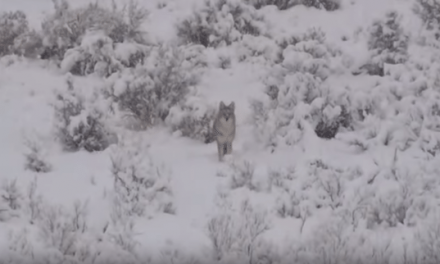 Headshot Stops Charging Coyote Dead in Its Tracks