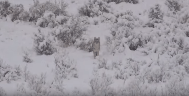 charging coyote, coyote hunting videos