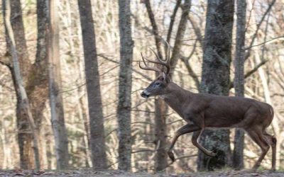 How to Create and Hunt a Deer Funnel (and Lead Them Straight to You)
