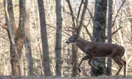 How to Create and Hunt a Deer Funnel (and Lead Them Straight to You)