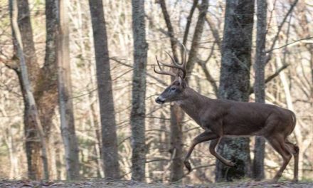 How to Create and Hunt a Deer Funnel (and Lead Them Straight to You)