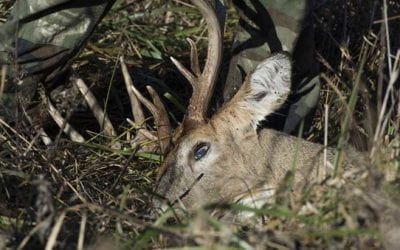 How to Debone a Deer in a CWD Zone
