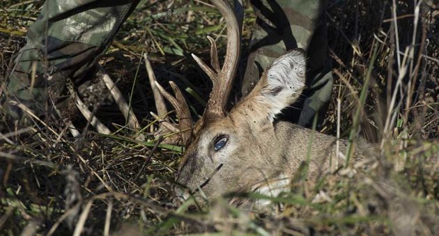 How to Debone a Deer in a CWD Zone