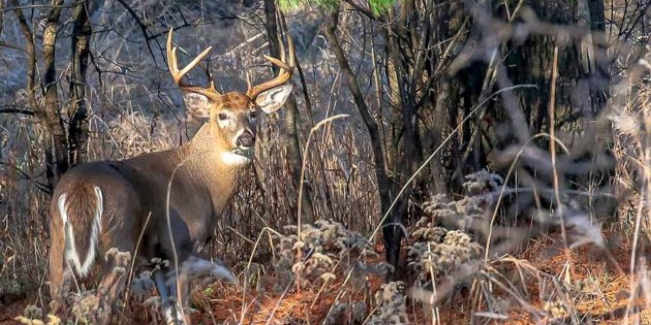 How to Ruin a Deer Hunting Spot