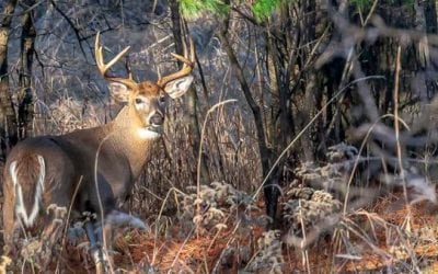 How to Ruin a Deer Hunting Spot