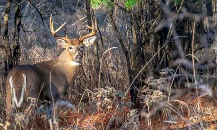 How to Ruin a Deer Hunting Spot