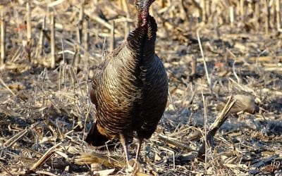 Hunters: Now, what are those reasons why you don’t want to fall turkey hunt?