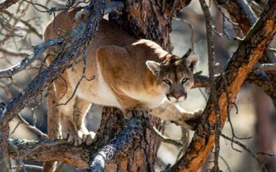 Lessons from Cat Country