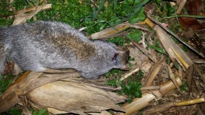 squirrel shot with dead ringer broadhead