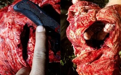 Look at What This Dead Ringer Broadhead Did to a Maryland Buck
