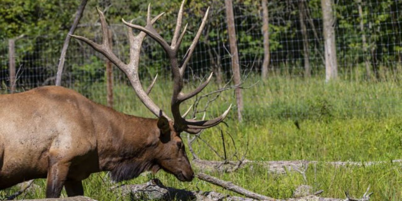 Missouri Outlines Plan for Fall Elk Hunt in 2020